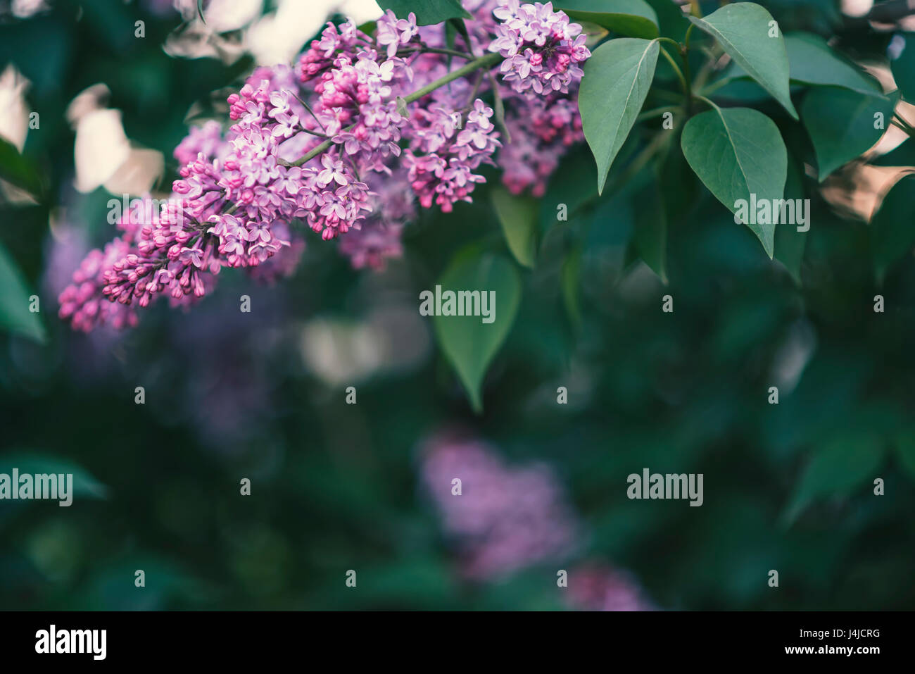 Bush of purple lilac in the garden, natural background Stock Photo - Alamy