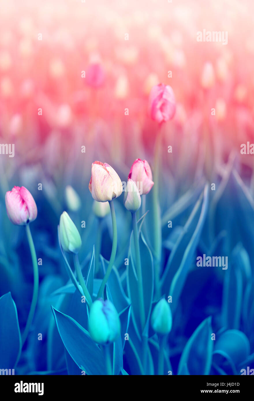 Beautiful red tulips on the blue sky background Stock Photo - Alamy