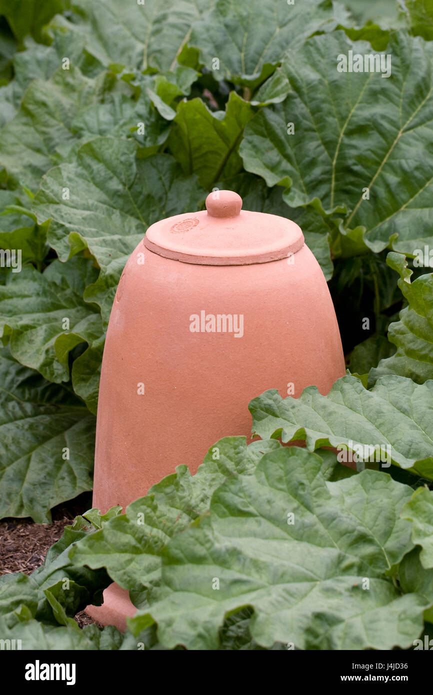 Rheum. Rhubarb behind a traditional forcing pot. Stock Photo