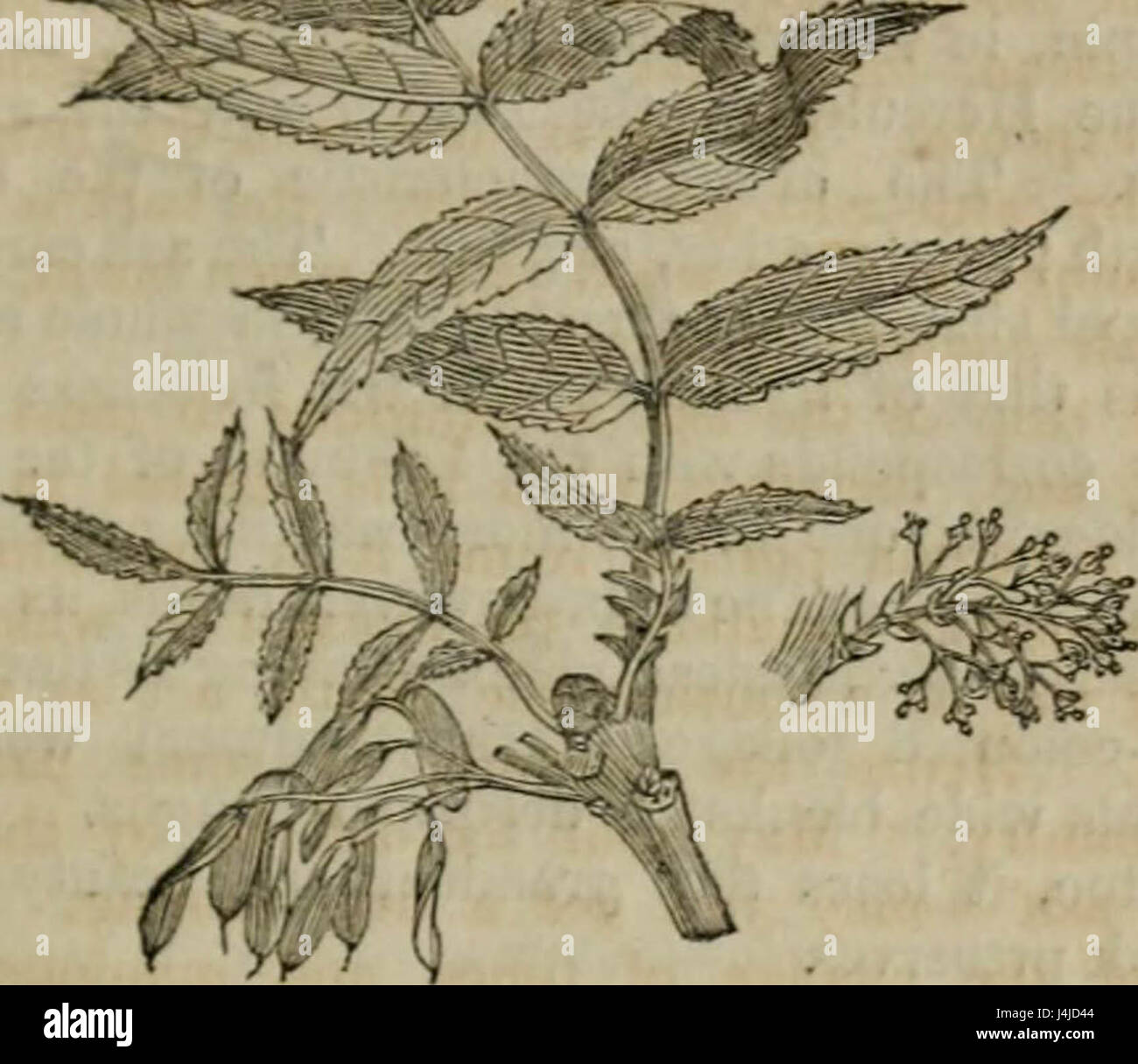 "A description and history of vegetable substances, used in the arts