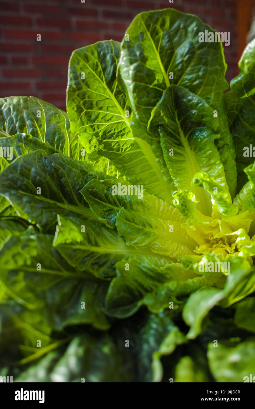 Green romaine lettuce source of vitamins, ready to eat Stock Photo
