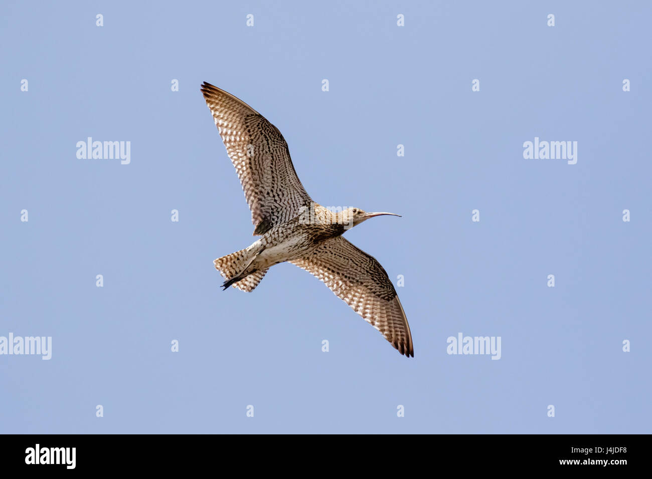 Eurasian Curlew (Numenius arquata) underside flying high overhead against blue sky background Stock Photo