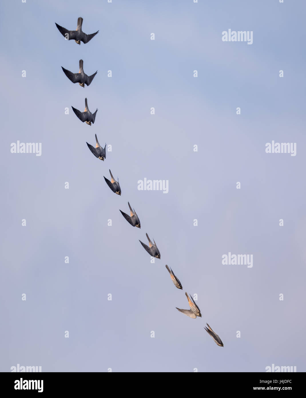 Eurasian Hobby falcon (Falco subbuteo) flying, in flight, stoop dive diving composite, showing 10 frames of the stoop Stock Photo