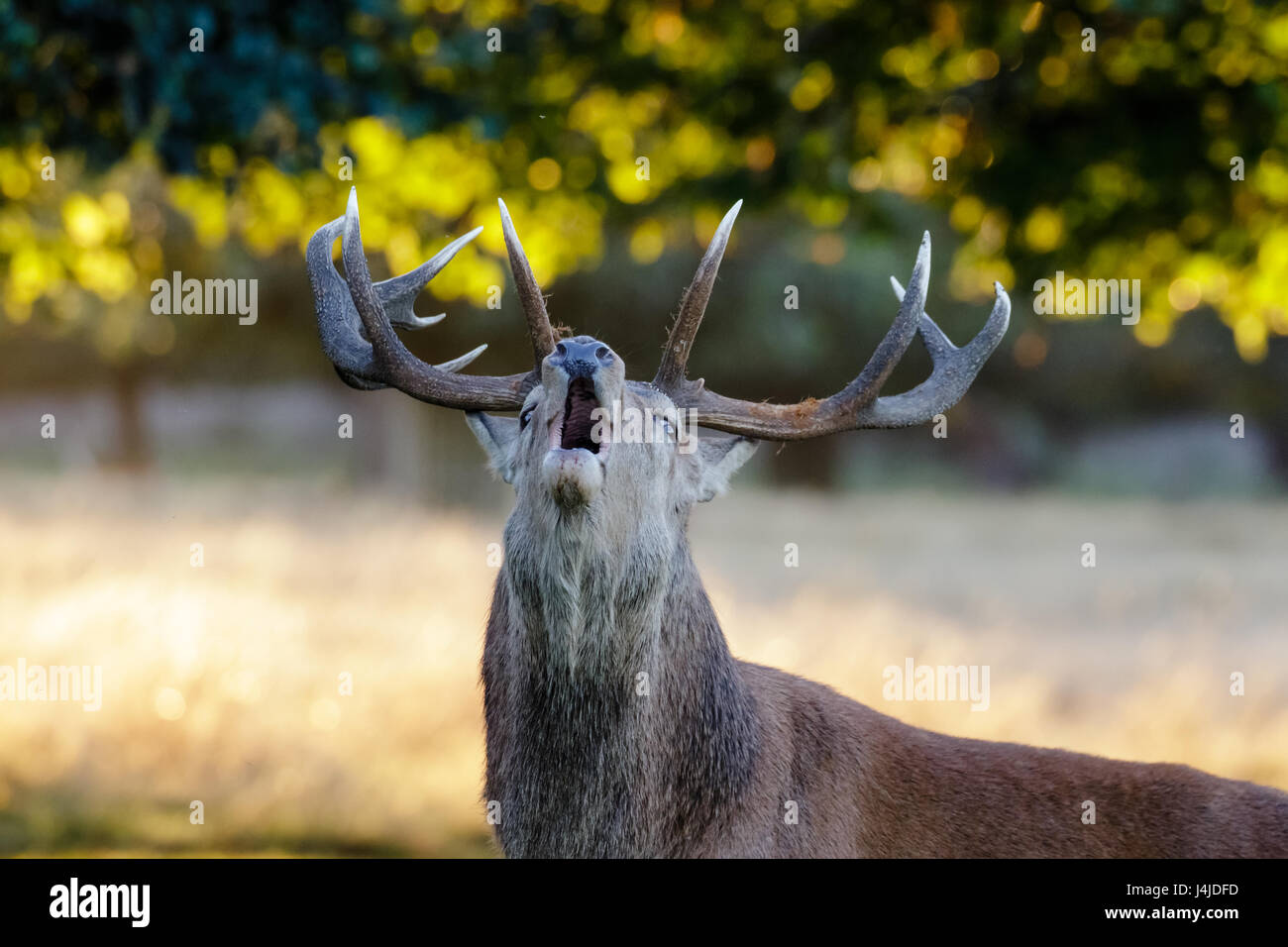 Red Deer rut stag portrait (Cervus elaphus) roaring or calling in park woodland Stock Photo