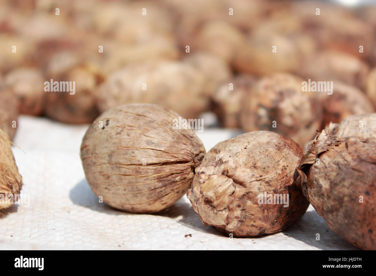 Dried Betel Nuts or Areca Nuts in the open Stock Photo