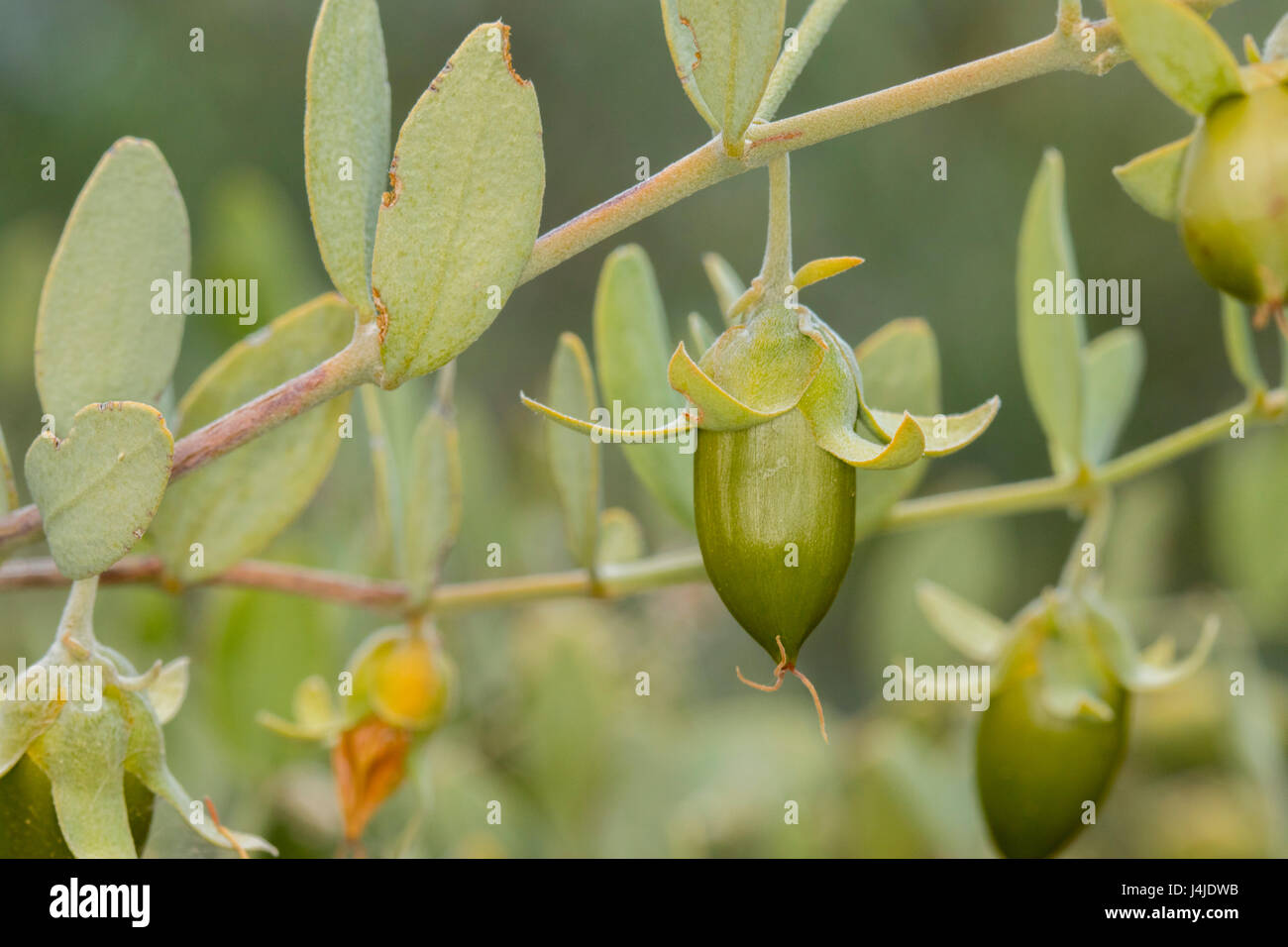 Jojoba  Simmondsia chinensis Tucson, Pima County, Arizona, Unietd States 10 May        Fruit      Simmondsiaceae         Grown commercially to produce Stock Photo