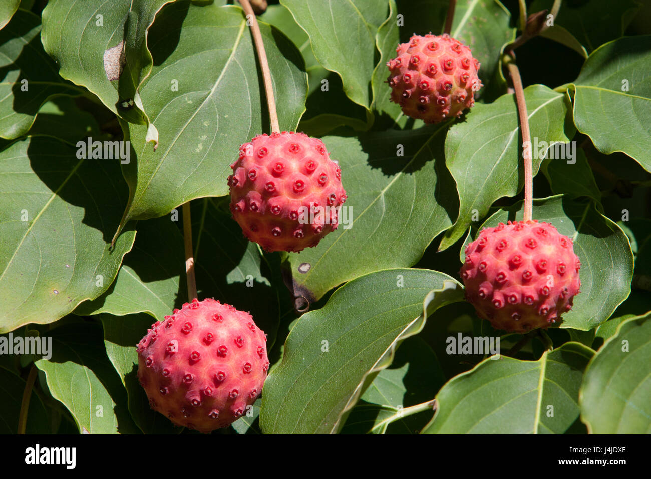 Bumpy fruit hi-res stock photography and images - Alamy