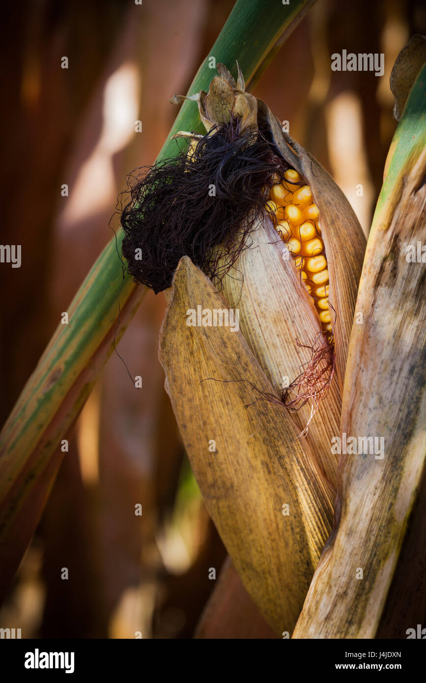 Corn cob i field of drying corn in autumn Stock Photo