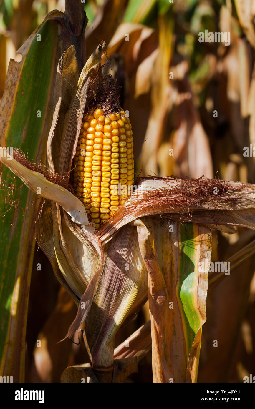 Animal feed crops hires stock photography and images Alamy