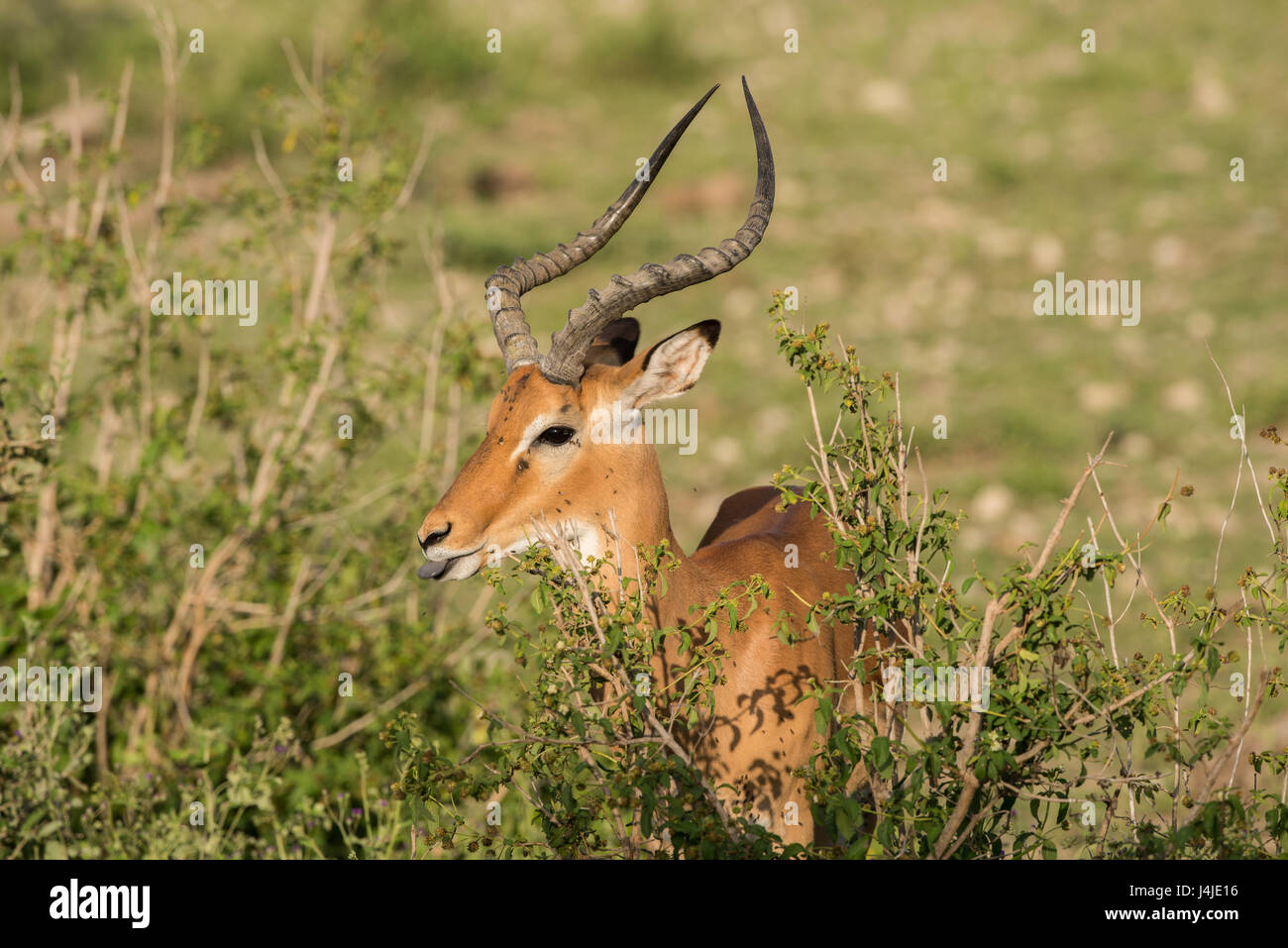 Impala buck, Tanzania Stock Photo - Alamy