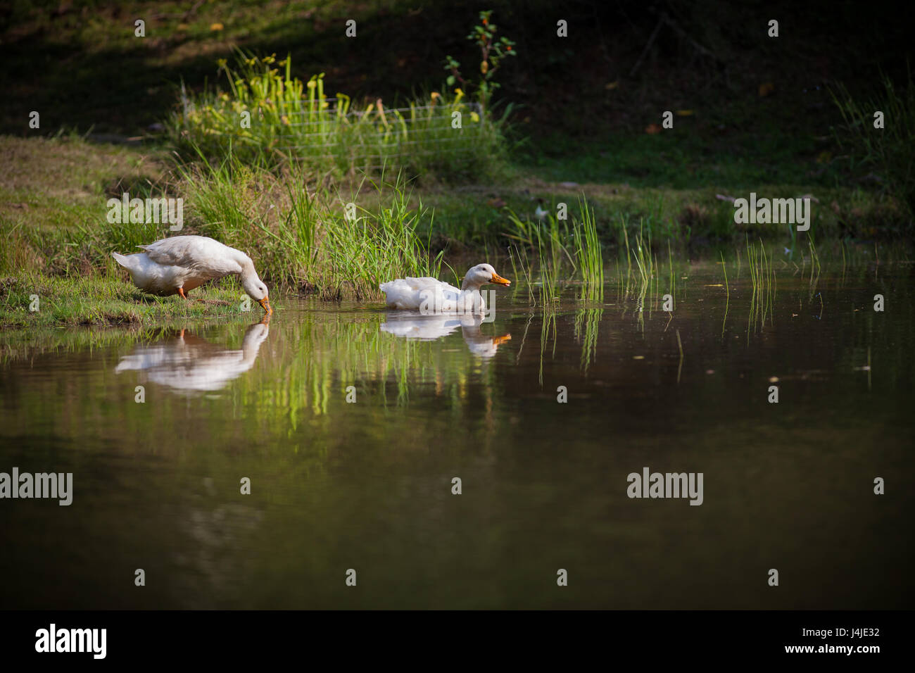 Two white ducks entering a pond for a swim Stock Photo