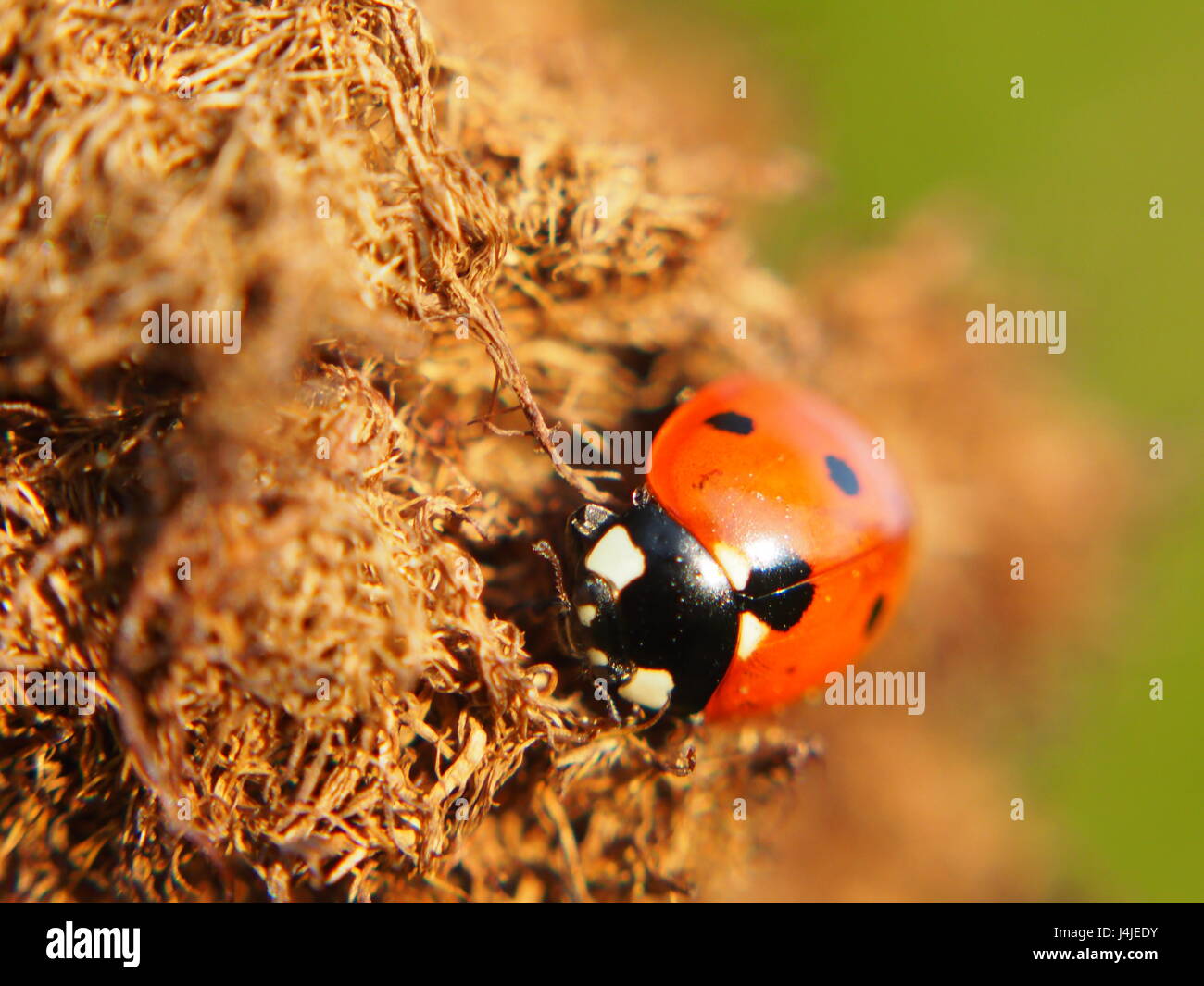 Extreme close up view of insect ladybug Stock Photo - Alamy