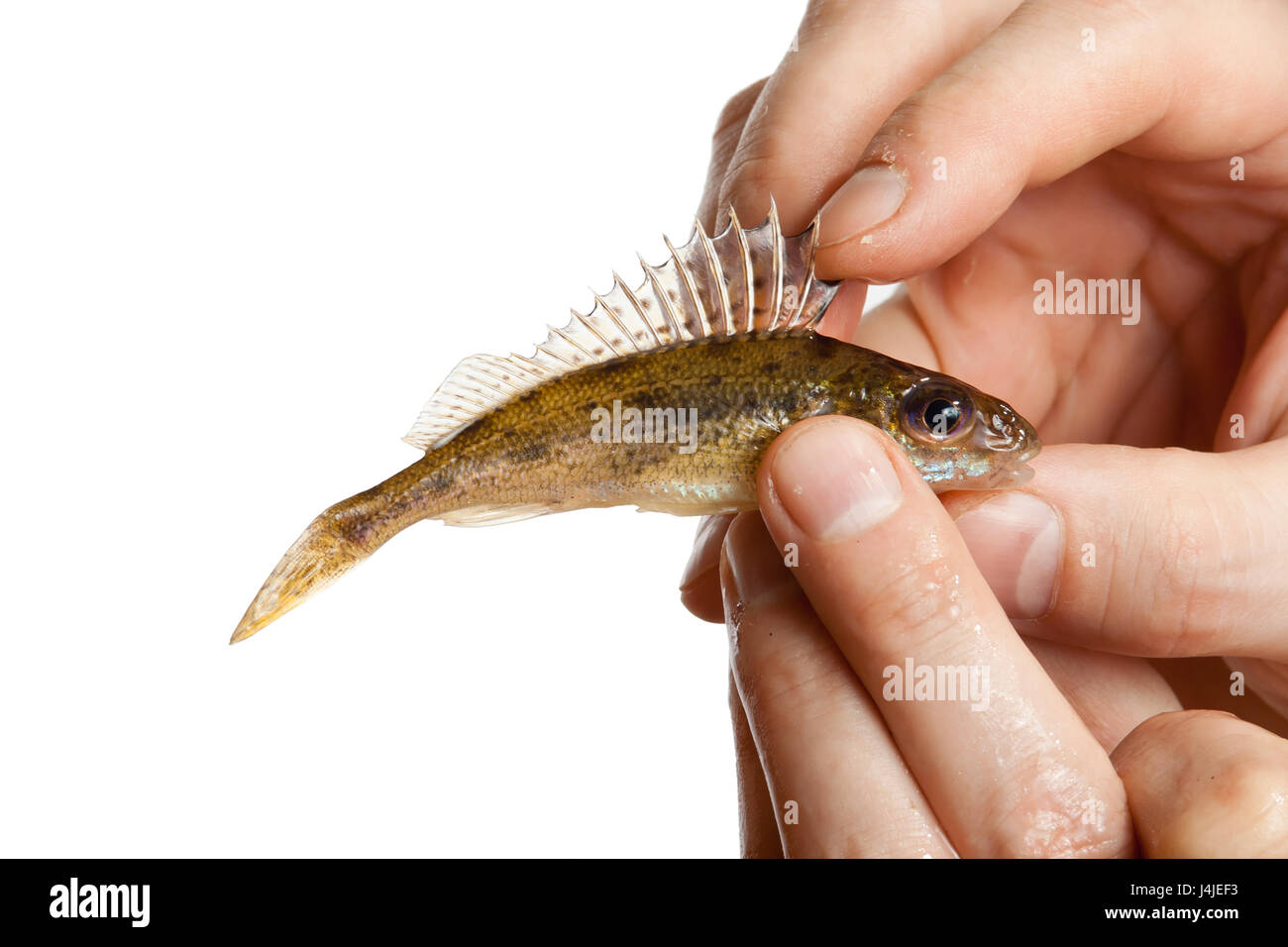 caught ruff  (Gymnocephalus cernuus) in hand Stock Photo