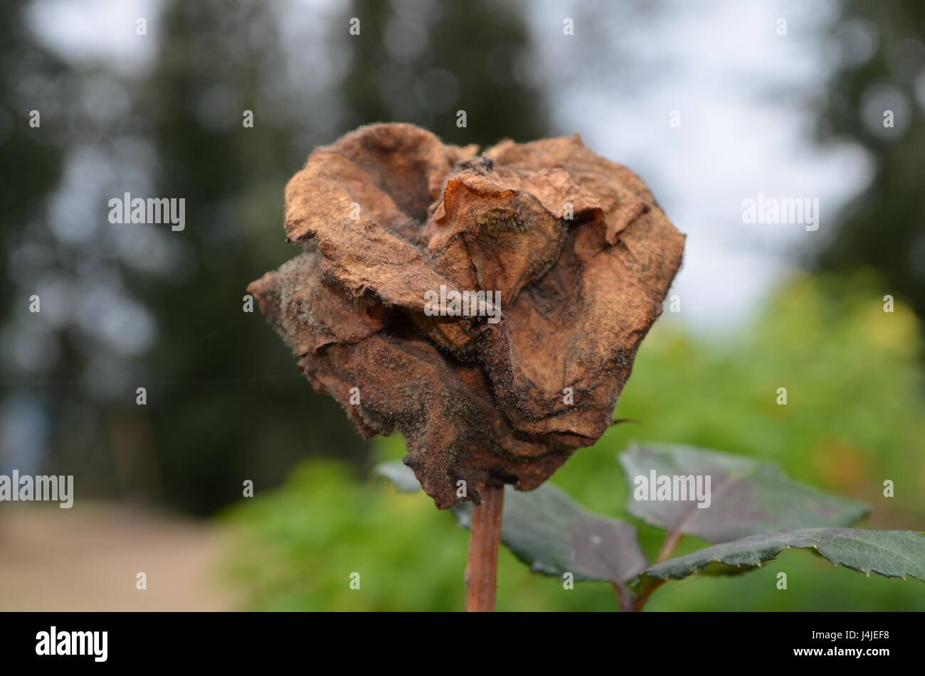 Dying rose hires stock photography and images Alamy