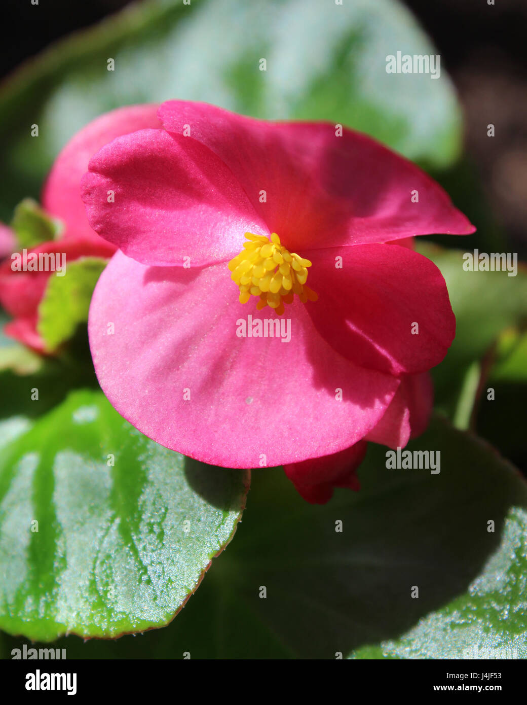 Begonia semperflorens hi-res stock photography and images - Alamy