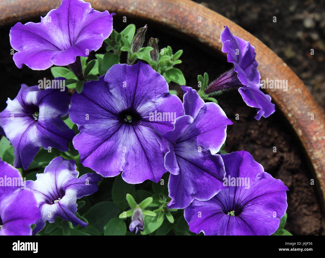 Purple and white striped flower hi-res stock photography and images - Alamy