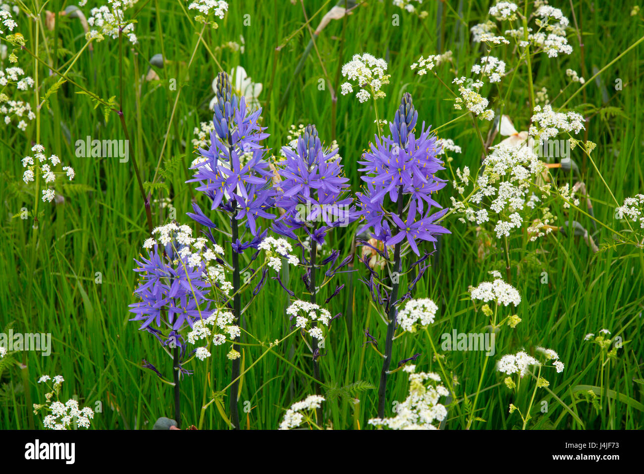 Camassia lily is a genus of plants in the asparagus family native to Canada and the United States.other names include camas, quamash, Indian hyacinth, Stock Photo