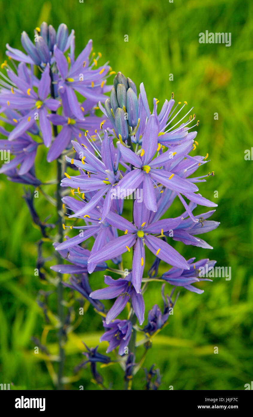 Camassia lily is a genus of plants in the asparagus family native to Canada and the United States.other names include camas, quamash, Indian hyacinth, Stock Photo