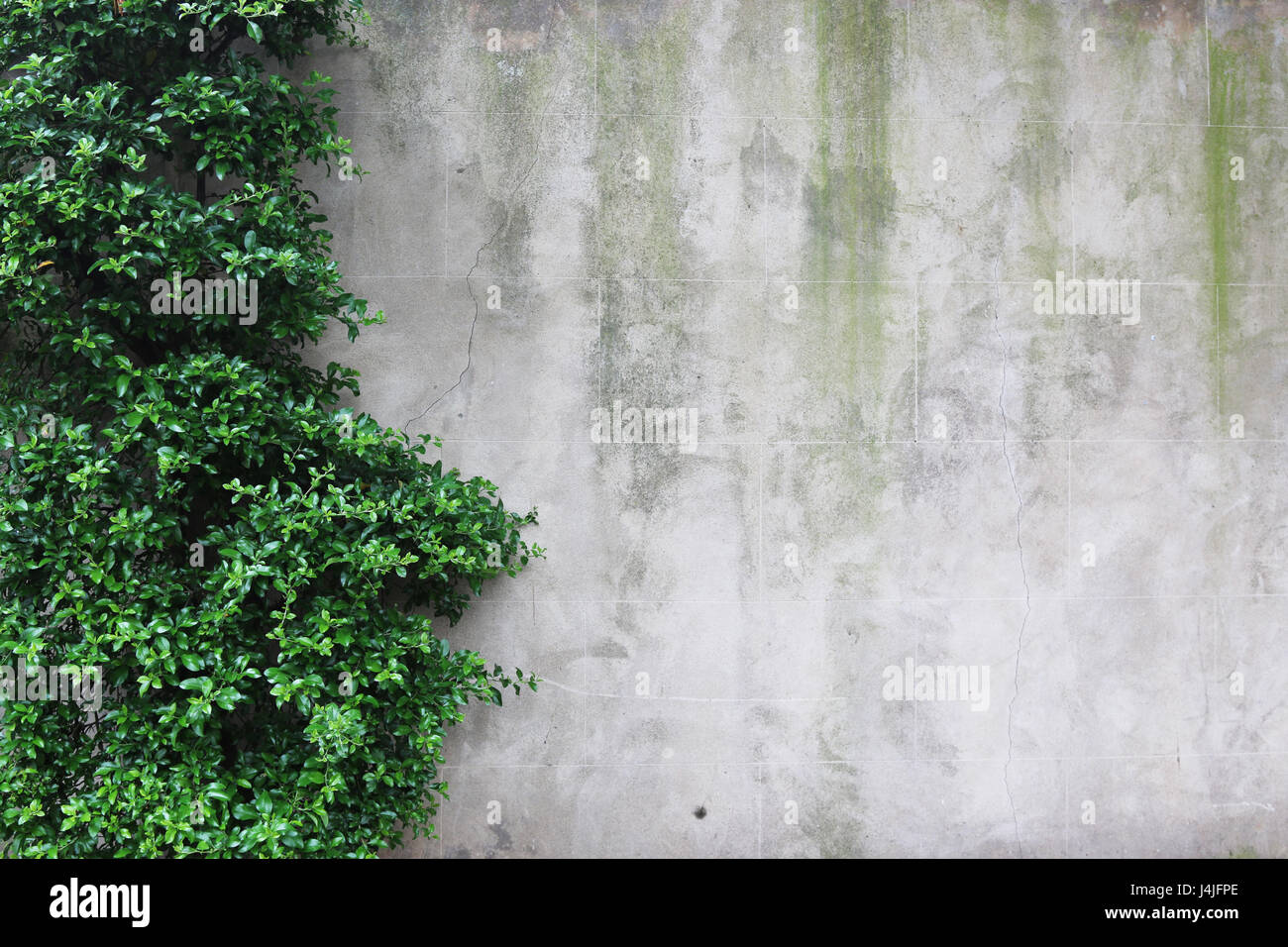 wall with green drip marks and leaves Stock Photo Alamy