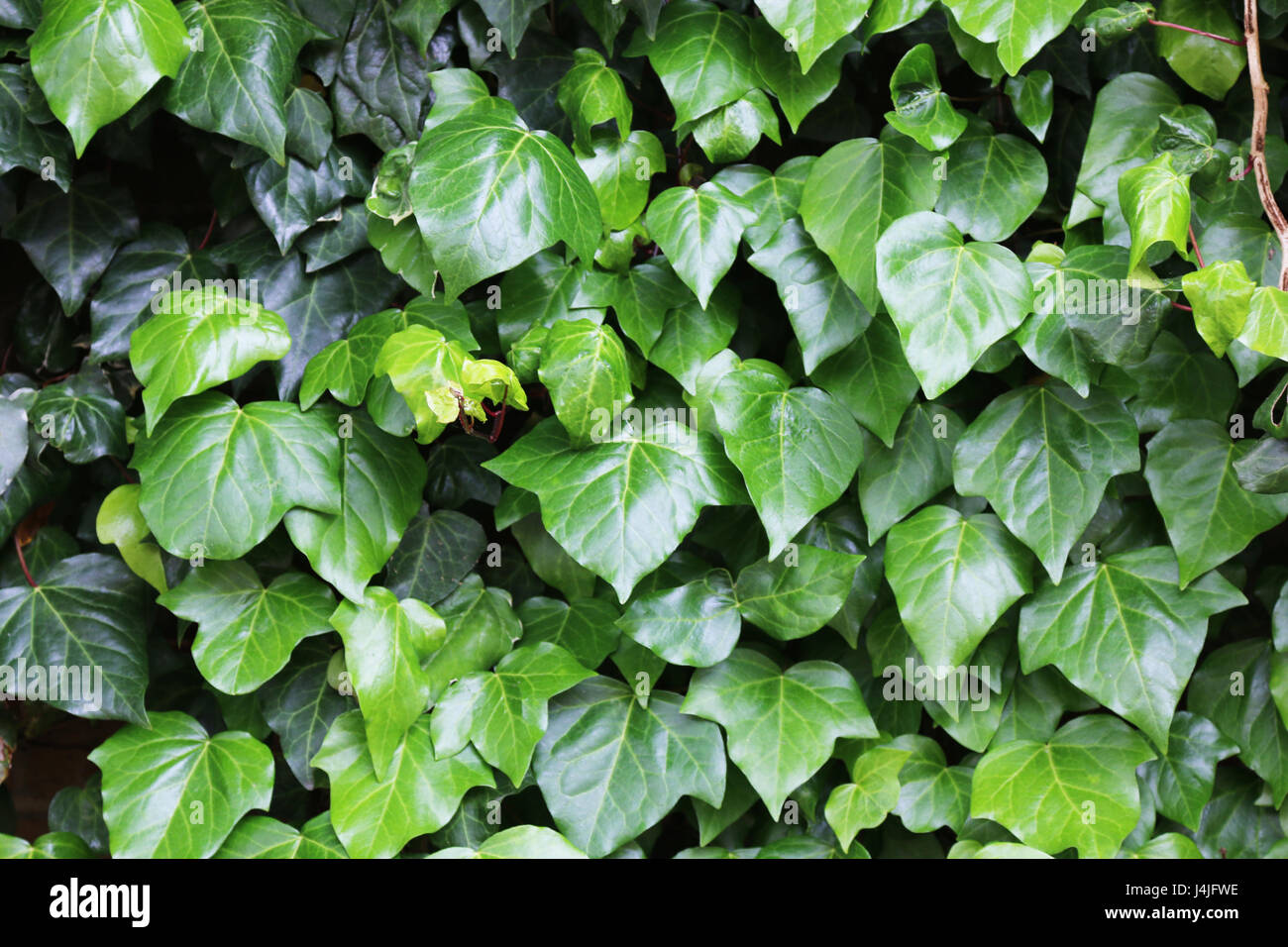 green ivy growing on wall Stock Photo Alamy