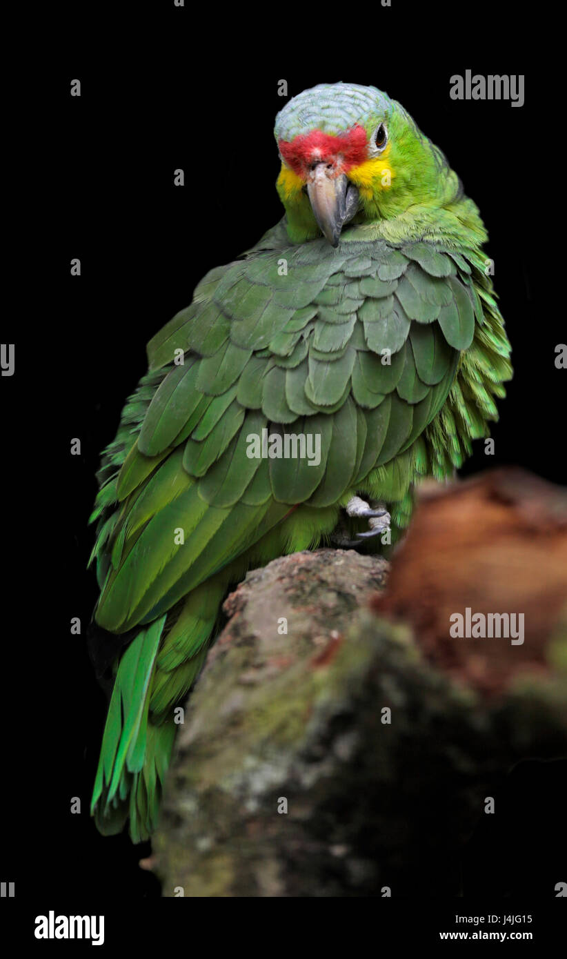 Red-Lored Amazon parrot (amazona autumnalis) Stock Photo