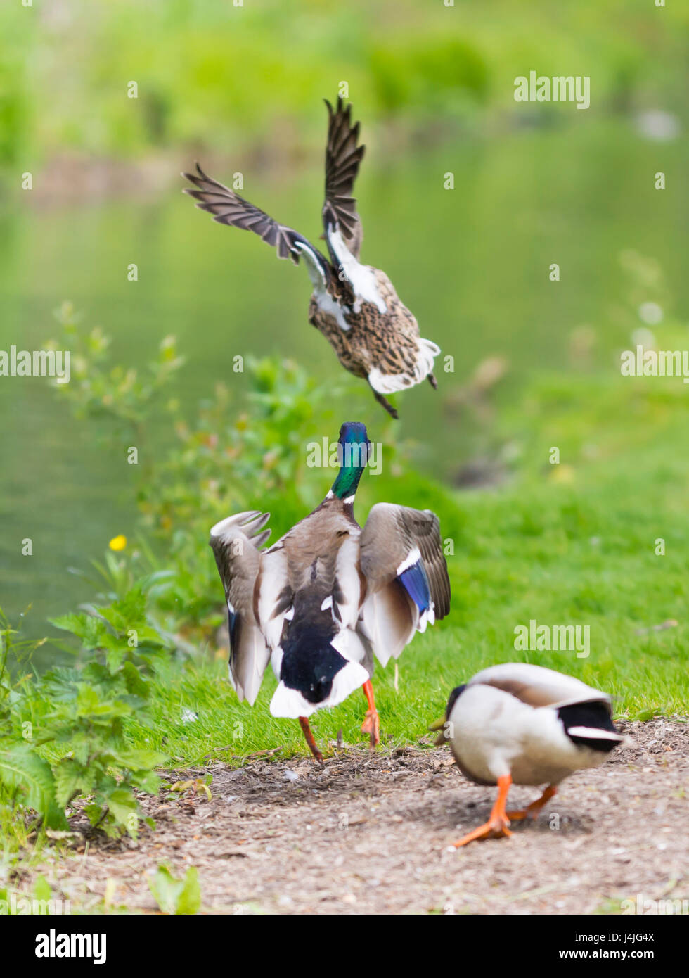 Anas platyrhynchos. Adult Drake Mallard ducks chasing each other as they take off and fly away over water, in West Sussex, England, UK. Stock Photo