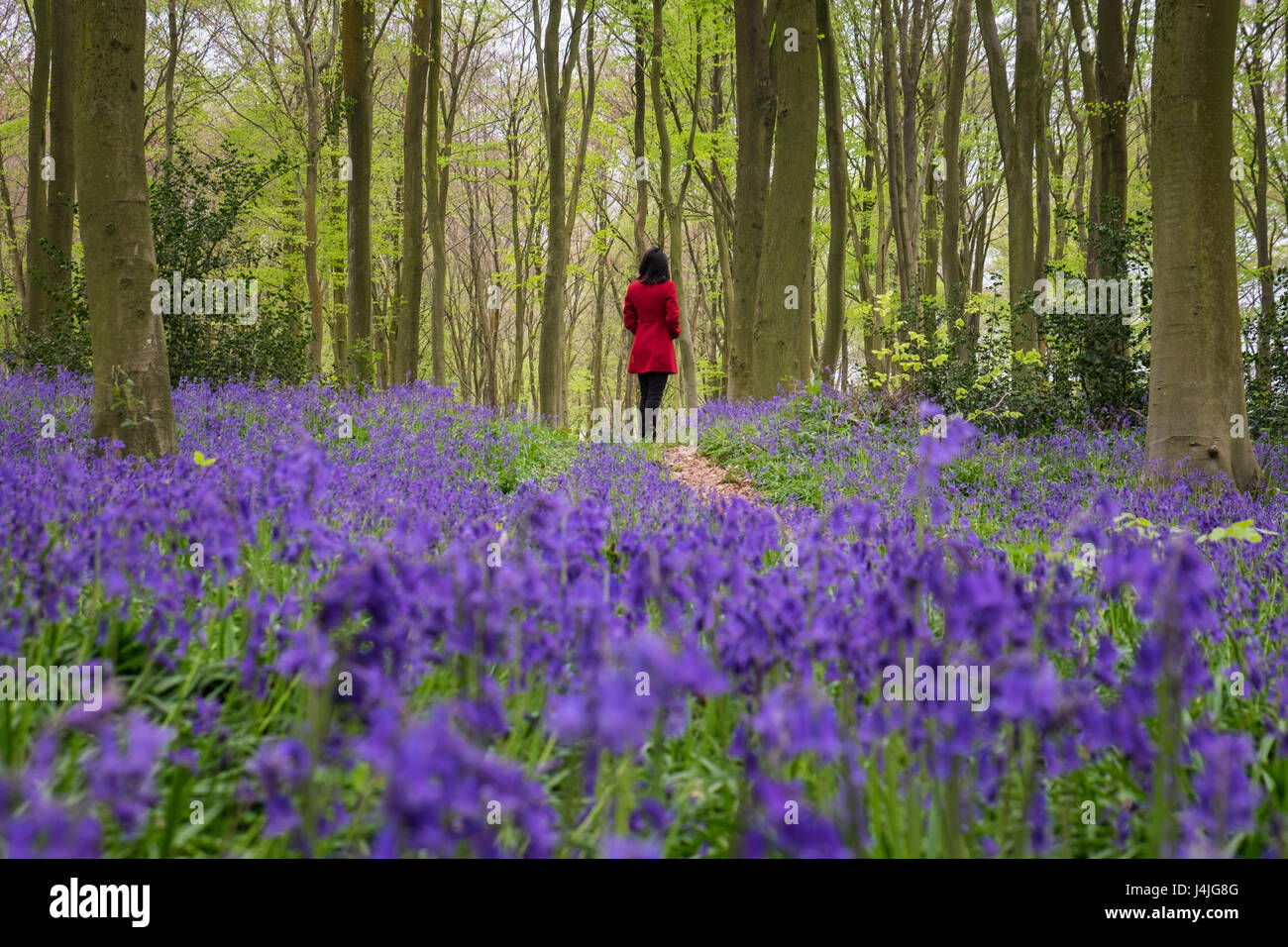 A woman standing amongst a carpet of Bluebells in Hampshire, UK Stock Photo