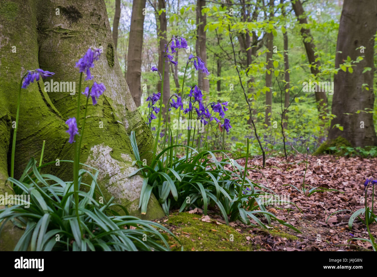 Bluebells growing at the base of a tree in Hampshire, UK Stock Photo