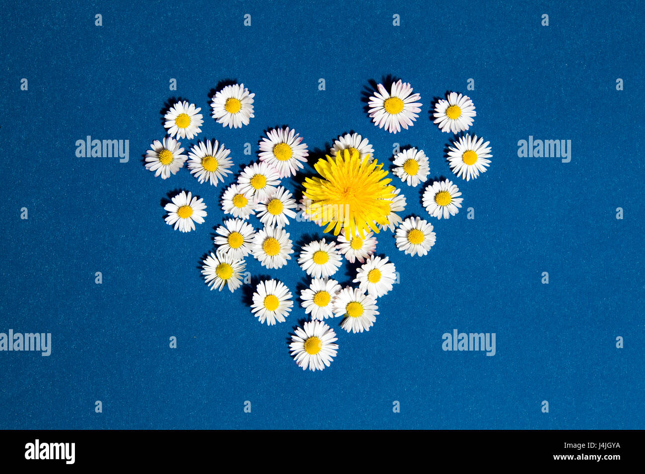 Heart drawn with daisies and dandelion flower on a blue background Stock Photo