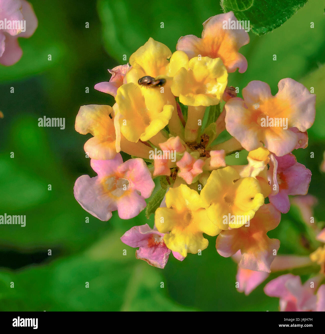 Cluster of yellow and pink Lanatana flowers Stock Photo
