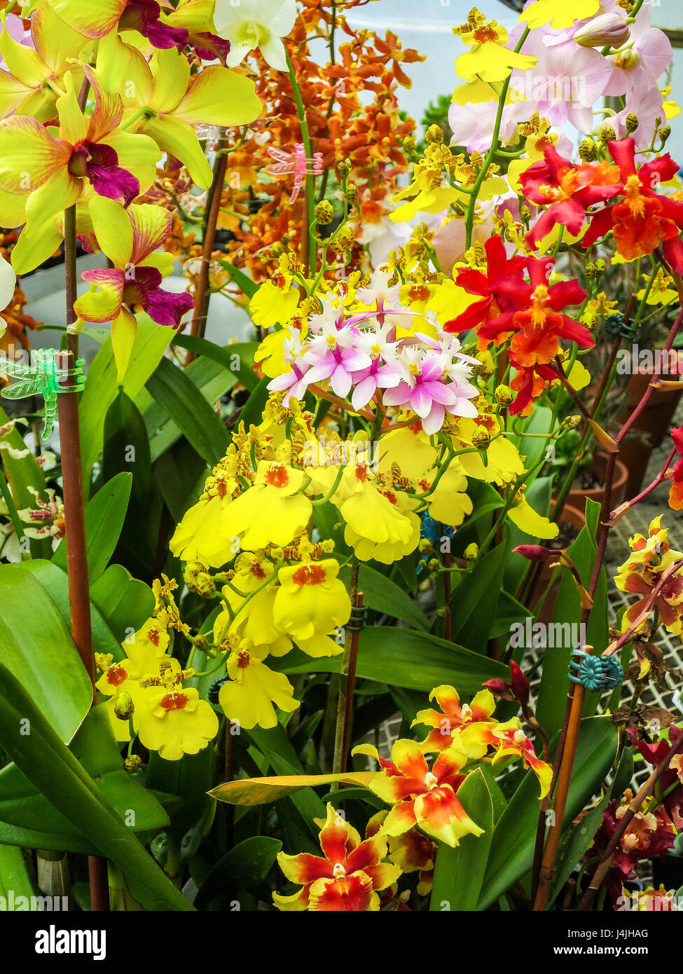 Mixed orchids in a greenhouse. Stock Photo