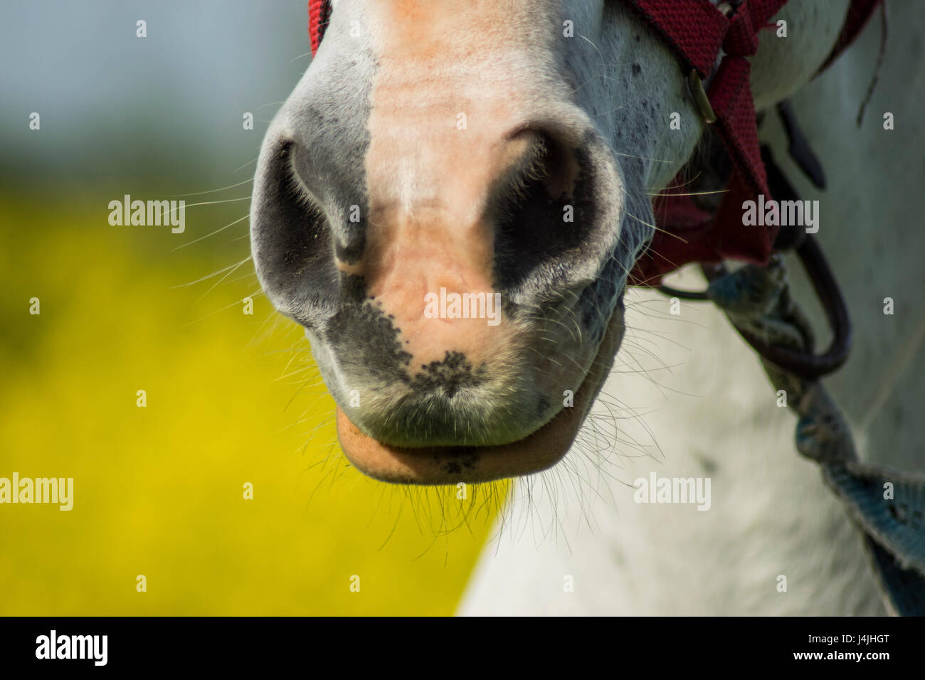 Nose of a white horse Stock Photo