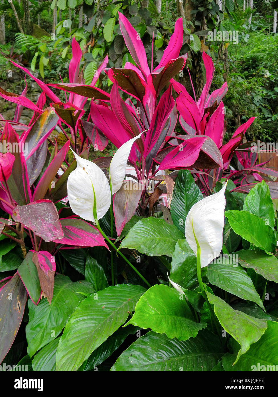Peace lily, Spathiphyllum cochlearispathum, a.k.a. White Sails and Spathe Flower with Red-leaved Ti plants, Cordyline fruticosa, a.k.a. Hawaiian Ti, C Stock Photo
