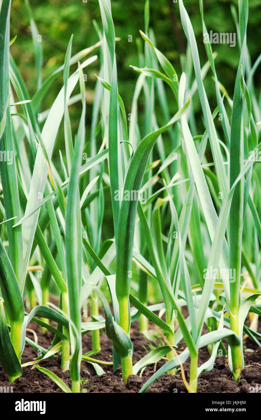 Onion shoot in growth hi-res stock photography and images - Alamy