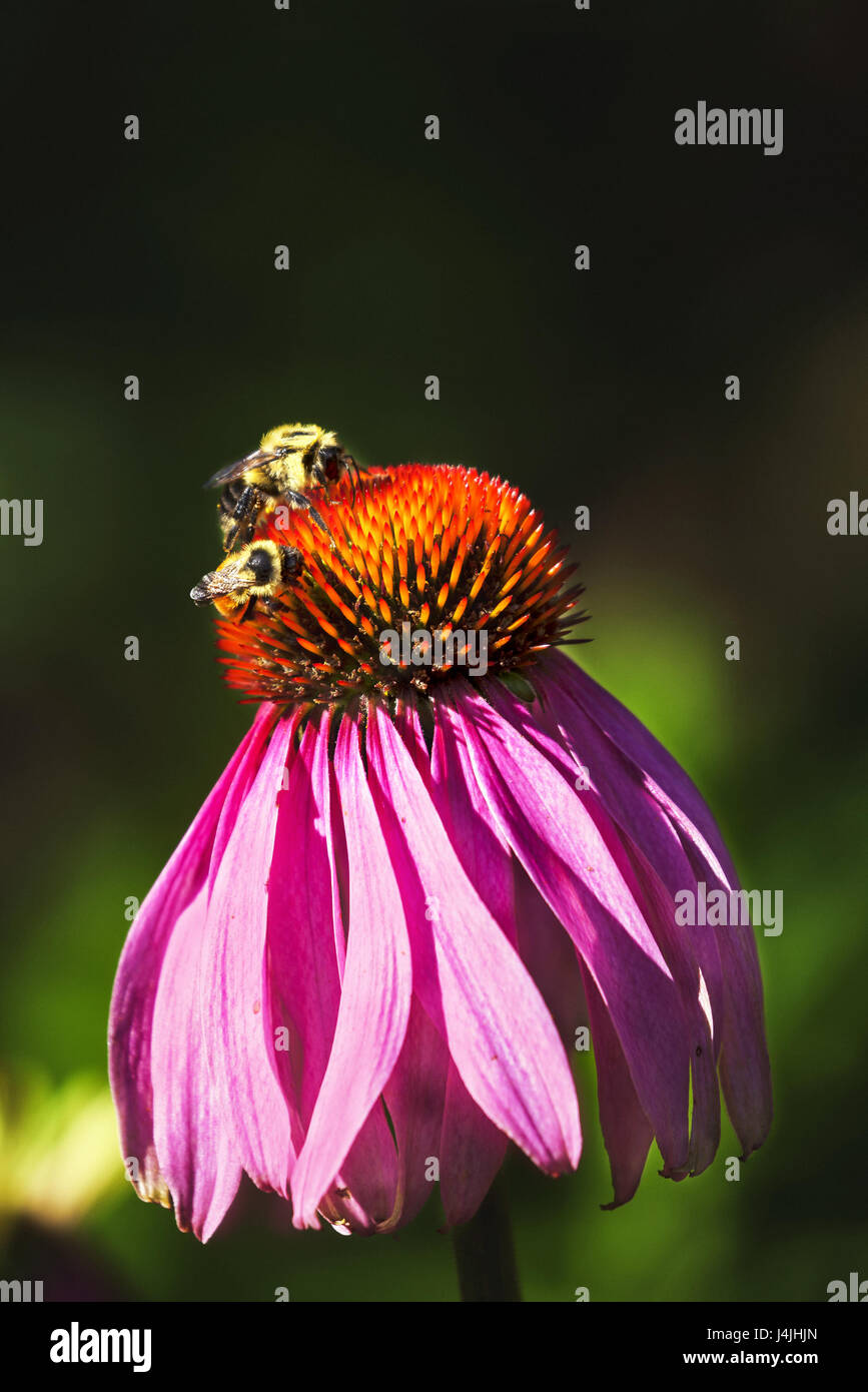 Two honeybees sip nectar from the head of an Echinacia flower blossom. Stock Photo