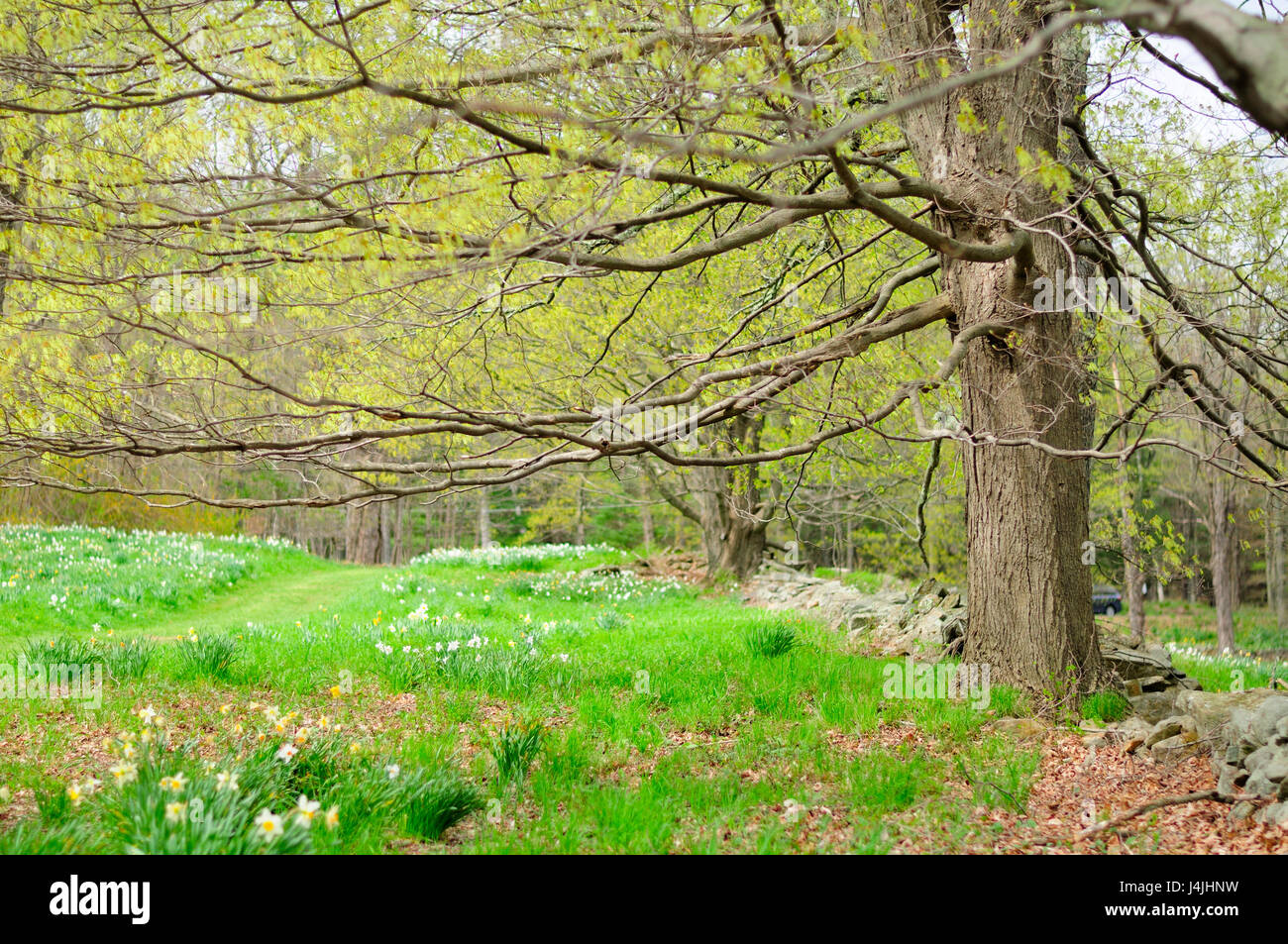 Laurel ridge daffodil park in Northfield Connecticut in early spring in