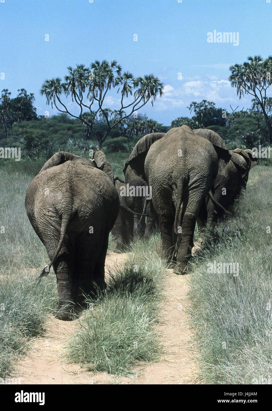 Meadow, African elephants, Loxodonta africana, focuses, back view animals, wild animals, mammals, elephants, trunk animals, pachyderms, land mammals, Wildlife, animal lives Stock Photo