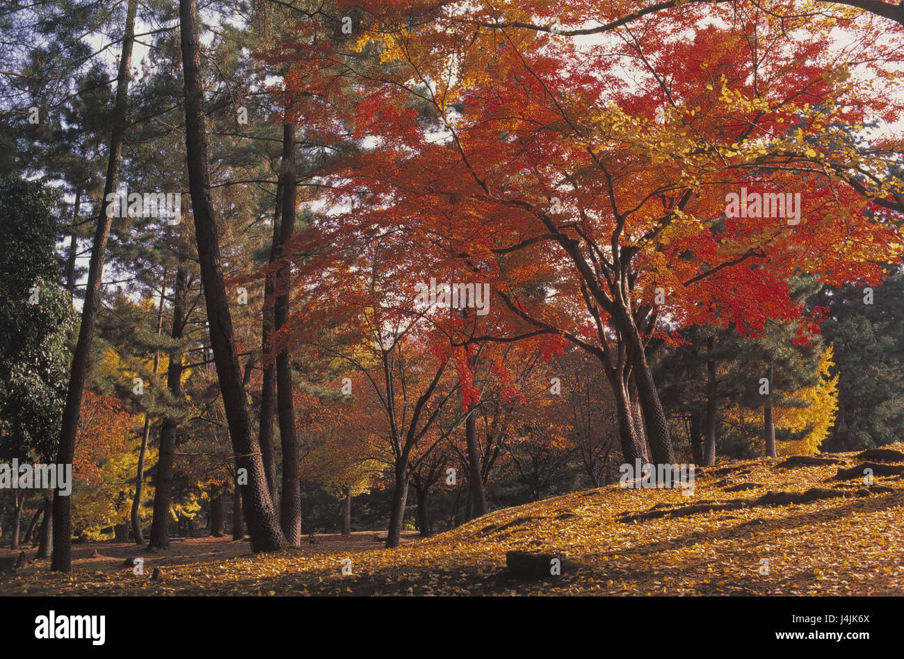 Japan, Nara, autumn wood Asia, Eastern Asia, island state, Nippon, Nihon Koku, Honshu, wood, plants, trees, broad-leaved trees, deciduous forest, season, autumn, autumnally, leaves, dyes, nature, rich in wood, Stock Photo