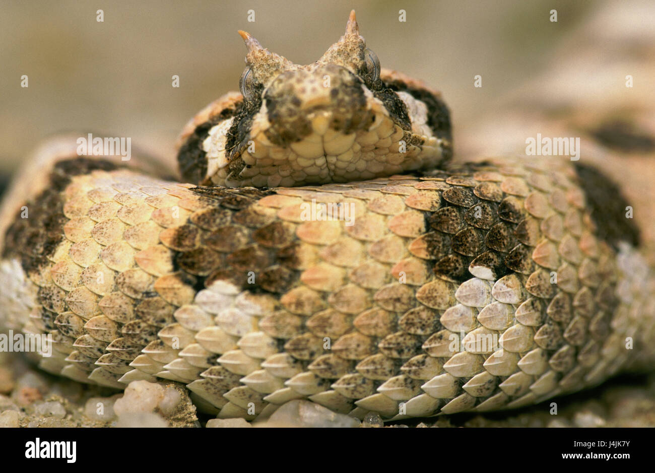 Horned pouffe vipers hi-res stock photography and images - Alamy