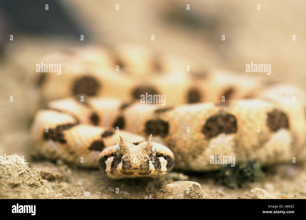 Horned pouffe vipers hi-res stock photography and images - Alamy