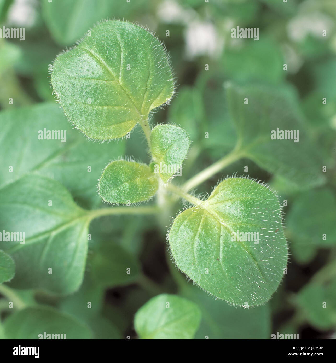 Oregano, Oreganum vulgare, detail, leaves herbs, medicinal plants, spice, culinary spice, plant, herbs, green, object photography Stock Photo