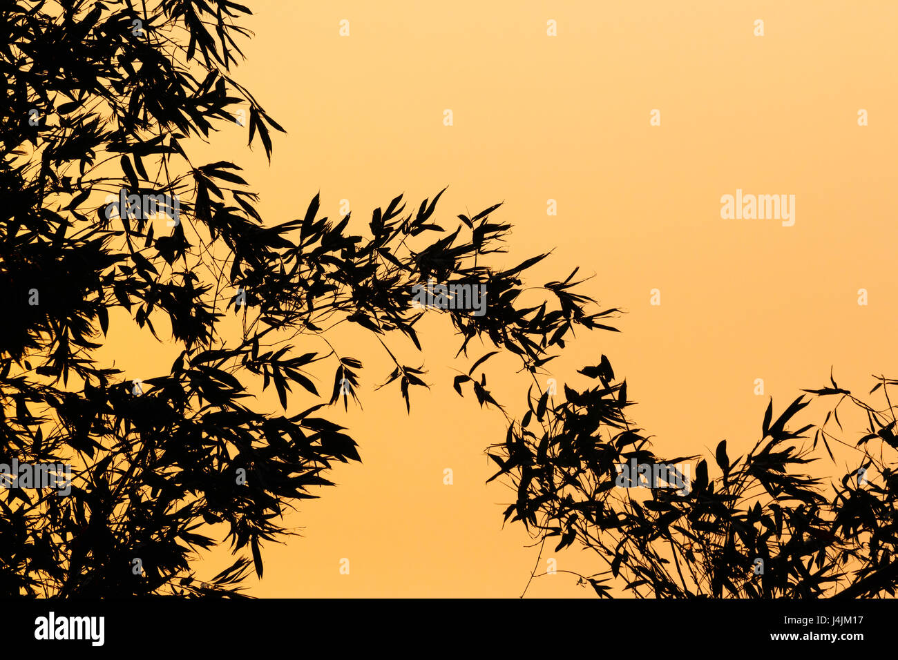 Asian silhouette of bamboo plants against a warm orange background at sunset Stock Photo
