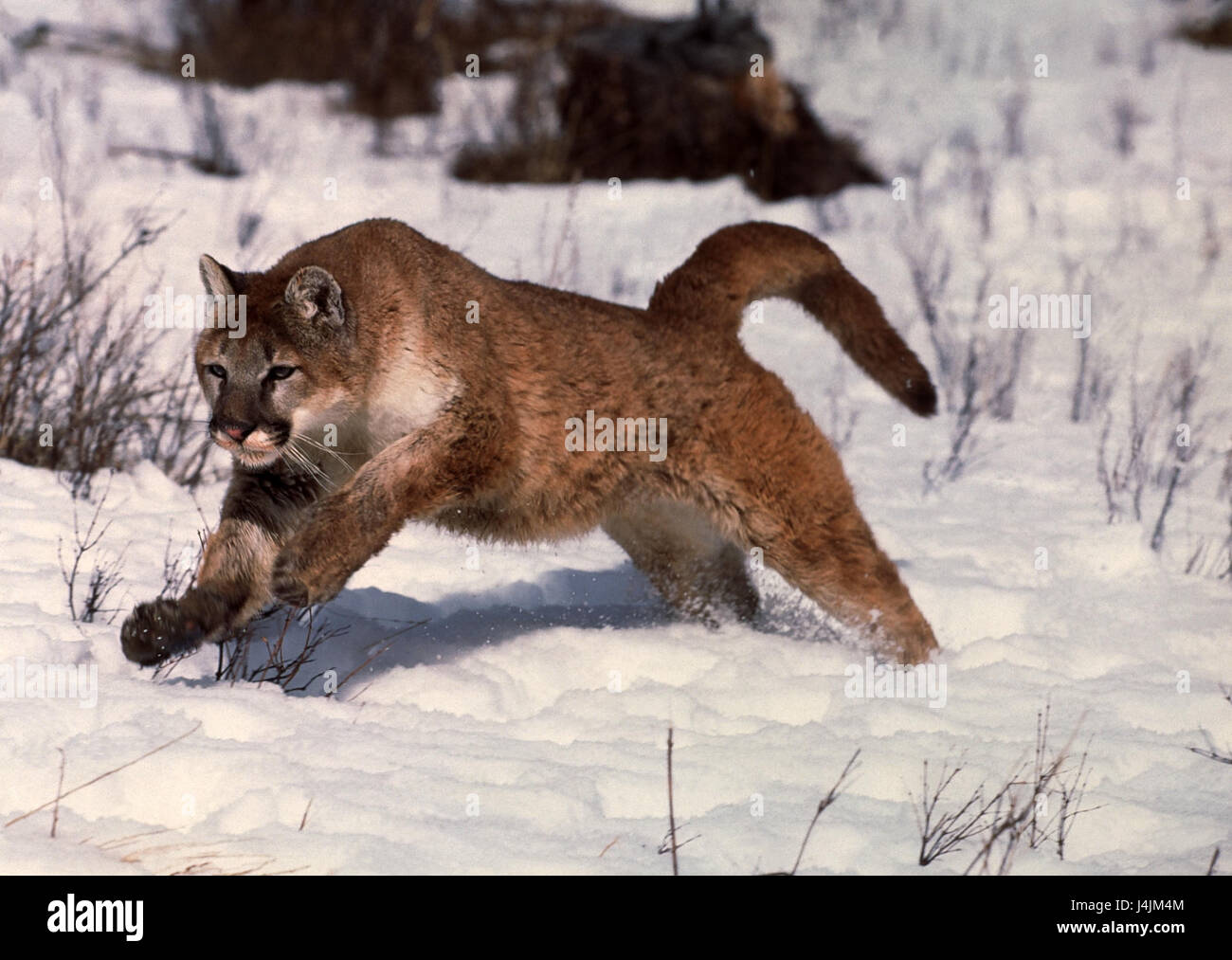 Winter scenery, puma, puma concolor, run, snow mountain lion, silver lion,  Profelis concolor, big cat, predator, mammal, winter Stock Photo - Alamy