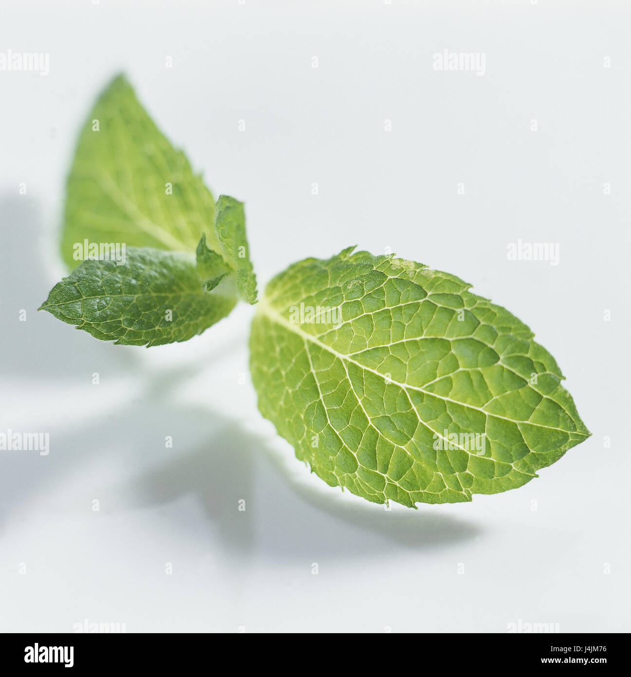 Apple mint, Mentha rotundifolia, detail, leaves medicinal plants, spice