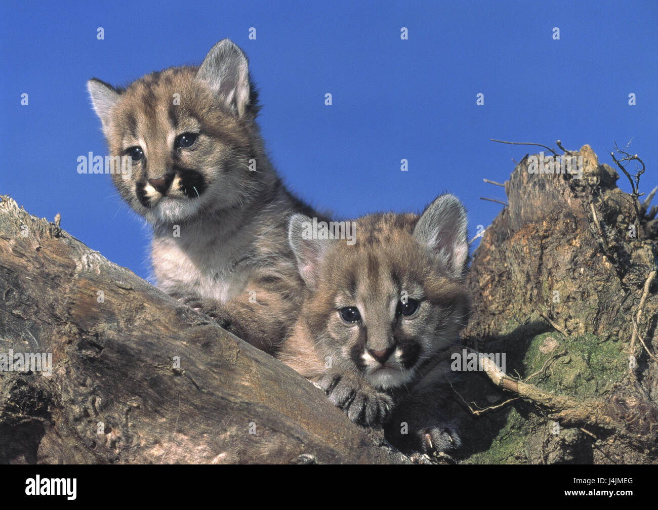 Pumas, puma concolor, young animals animals, two, mammals, Mammalia,  mountain lions, silver lions, predators, big cats, young, young animals,  outside, Wildlife Stock Photo - Alamy