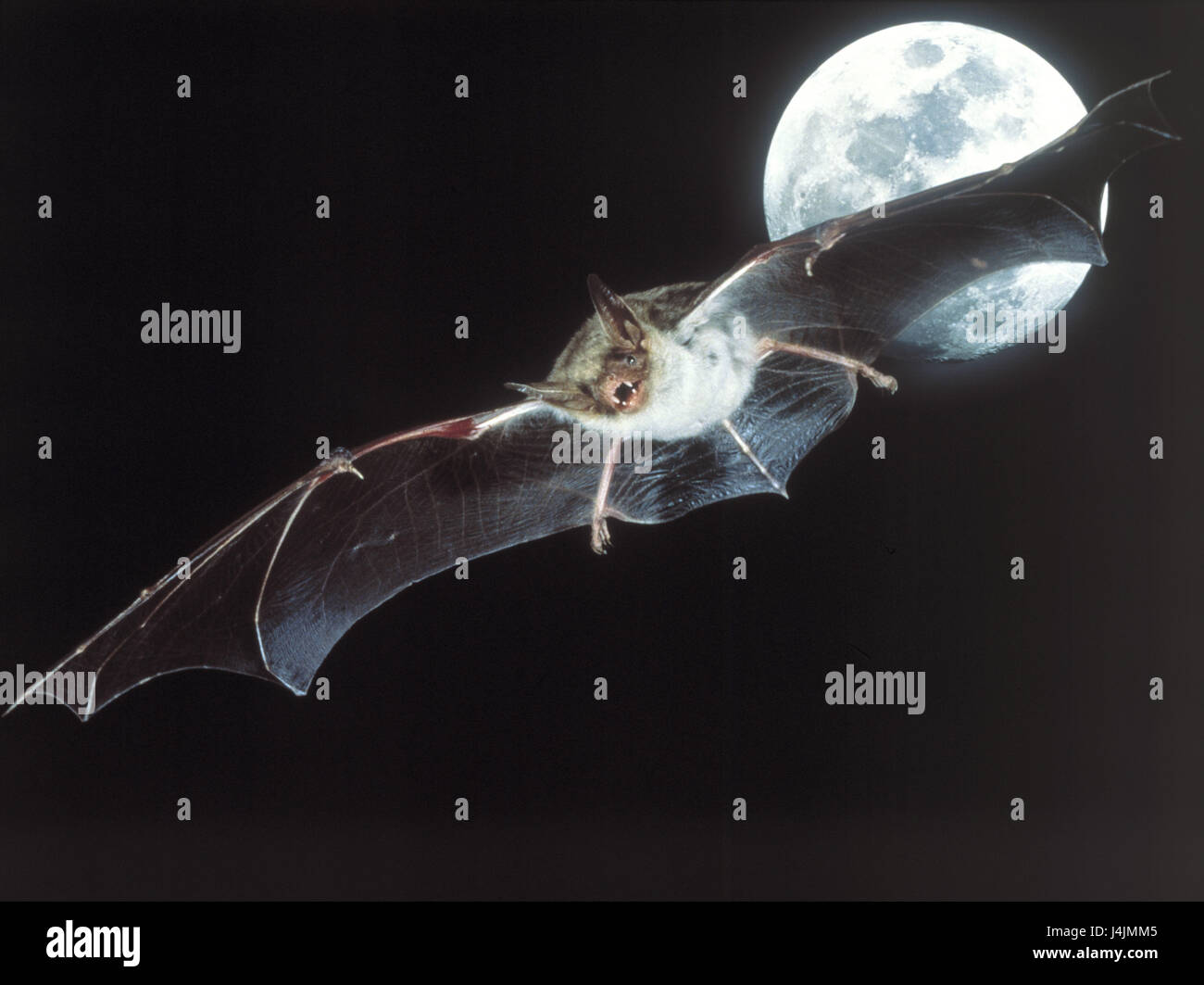 Big mouse ear bat, Myotis myotis, flight, full moon bat, bats, mouse