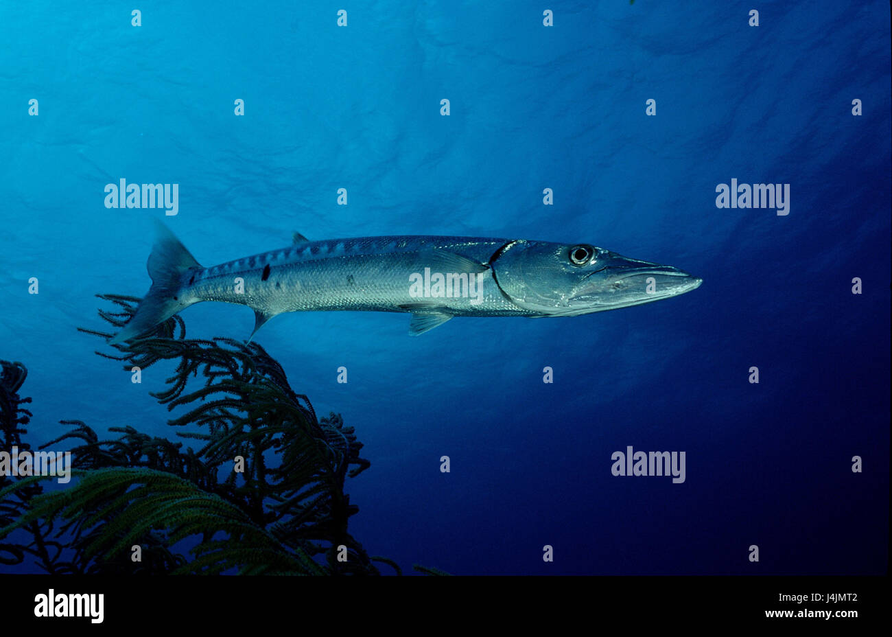 Big barracuda, Sphyraena barracuda Stock Photo