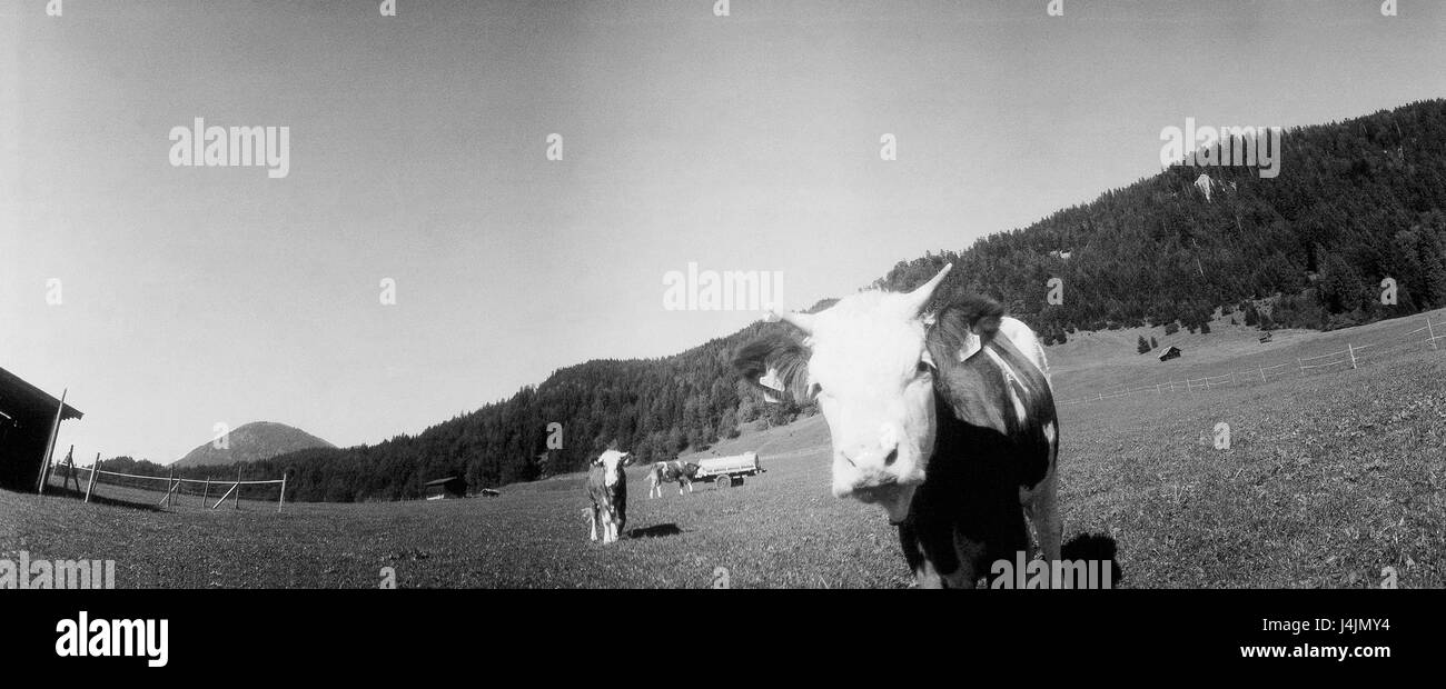 Germany, Upper Bavaria, close Krün, Gerold, pasture, cows, s/w Germany, South Germany, Bavaria, Werdenfels, mountain landscape, mountains, meadow, animals, mammals, benefit animals, ruminants, cortexes, house cortexes, cattle, blotch cattle, cattle ranching, keeping of pets, appropriate to the species, cattle economy, cortex breeding, agriculture Stock Photo