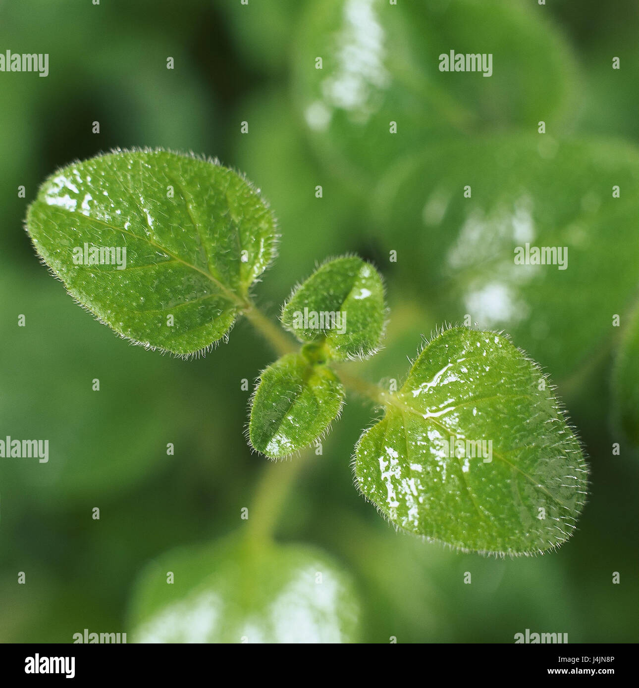 Oregano, Oreganum vulgare, detail, leaves herbs, medicinal plants, spice, culinary spice, plant, herbs, green, object photography Stock Photo