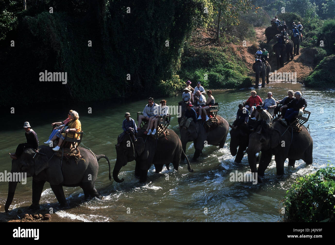 Thailand, Chiang May, river, elephant, tourist, ride ride, tourism ...